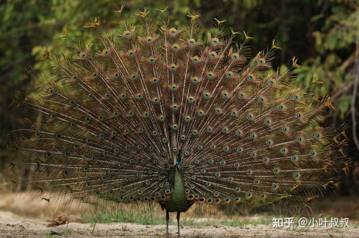 绿孔雀雄性求偶.图:http://thailand-naturfotos.de.