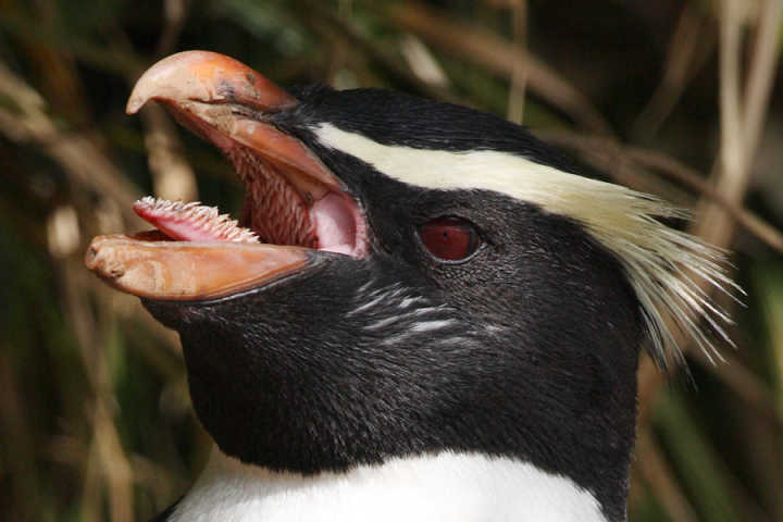 例如,凤头企鹅舌头上的倒刺,有助于牢牢的固定住猎物并吞咽下去.